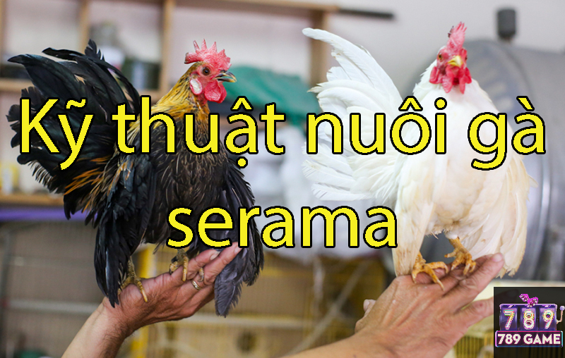 kỹ thuật nuôi gà serama